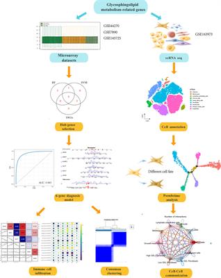 Revealing the roles of glycosphingolipid metabolism pathway in the development of keloid: a conjoint analysis of single-cell and machine learning